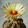 Astrophytum CapAs