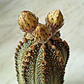 Astrophytum CapAs