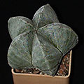 Astrophytum myriostigma