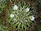 Dolichothele camptotricha