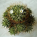 Dolichothele camptotricha