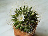 Dolichothele camptotricha