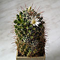 Dolichothele decipiens