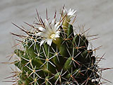 Dolichothele decipiens