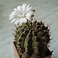 Gymnocalicium damsii