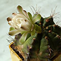 Gymnocalicium damsii