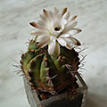 Gymnocalicium damsii