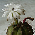 Gymnocalicium damsii