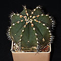 Gymnocalicium var. friedrichii