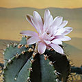 Gymnocalicium var. friedrichii