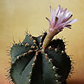 Gymnocalicium var. friedrichii