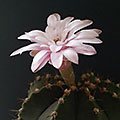 Gymnocalicium var. friedrichii