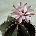 Gymnocalicium var. friedrichii