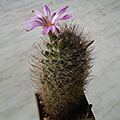 Mammillaria boolii