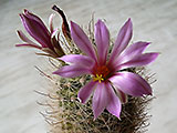 Mammillaria boolii