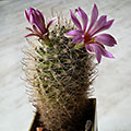 Mammillaria boolii