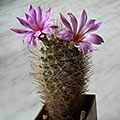Mammillaria boolii