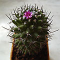Mammillaria magnimamma