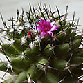 Mammillaria magnimamma