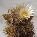 Mammillaria prolifera