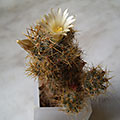 Mammillaria prolifera