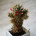 Mammillaria prolifera