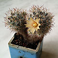 Mammillaria prolifera