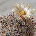 Mammillaria prolifera