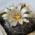 Mammillaria prolifera