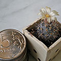 Mammillaria prolifera