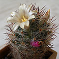 Mammillaria prolifera