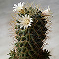 Mammillaria wildii