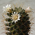 Mammillaria wildii