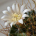 Mammillaria wildii