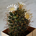 Mammillaria wildii