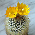 Parodia aureispina