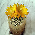 Parodia aureispina