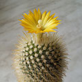 Parodia aureispina