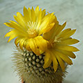 Parodia aureispina