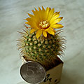 Parodia mutabilis