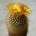 Parodia mutabilis
