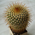 Parodia mutabilis