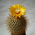 Parodia mutabilis