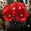Parodia penicillata