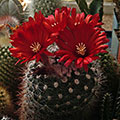 Parodia penicillata