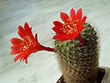 Rebutia minuscula