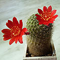 Rebutia minuscula