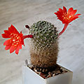 Rebutia minuscula