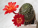 Rebutia senilis