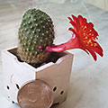 Rebutia senilis